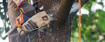 Best Tree Health Inspection  in Severance, CO