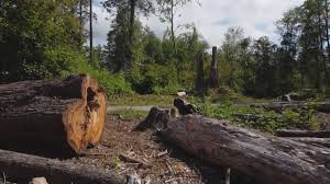 Best Fruit Tree Pruning  in Severance, CO