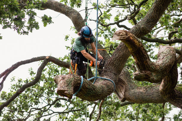 Reliable Severance, CO Tree Care Solutions