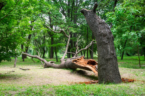 Best Tree Risk Assessment  in Severance, CO