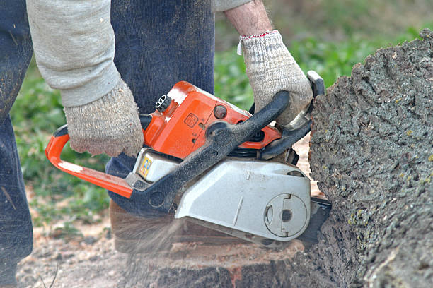 Best Lawn Pest Prevention  in Severance, CO