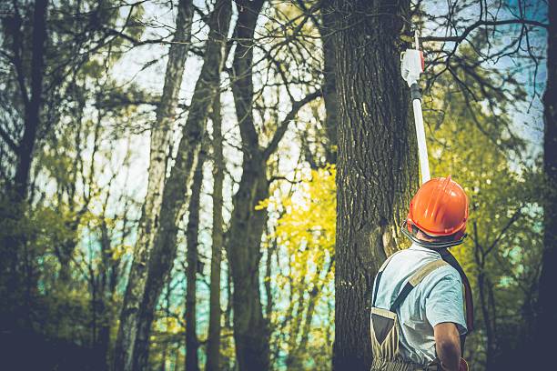 Best Tree and Shrub Care  in Severance, CO