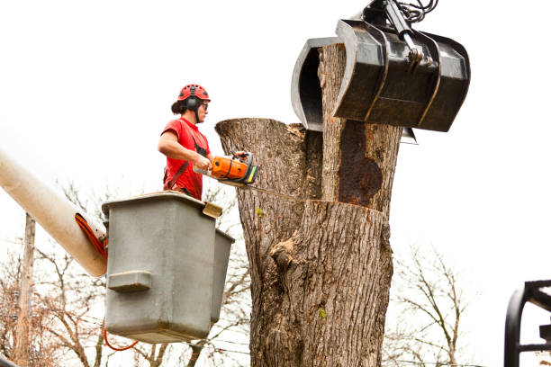 How Our Tree Care Process Works  in  Severance, CO
