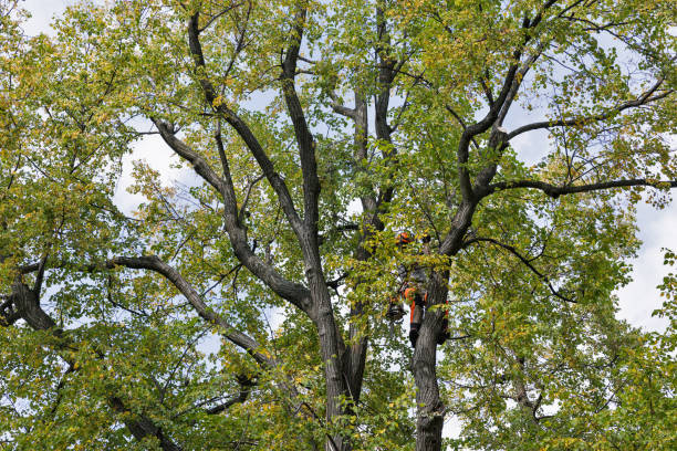 Best Tree Maintenance Programs  in Severance, CO
